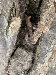 Scutigera coleoptrata
