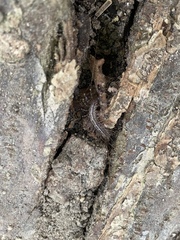 Scutigera coleoptrata