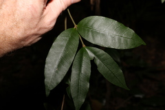 Melodinus acutiflorus