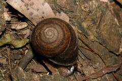 Sphaerospira fraseri