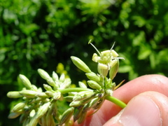 Silene sibirica