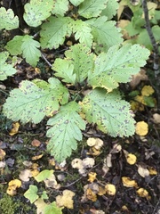 Scandosorbus intermedia