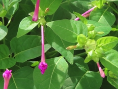 Mirabilis jalapa