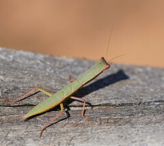 Orthodera