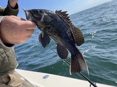 Centropristis striata