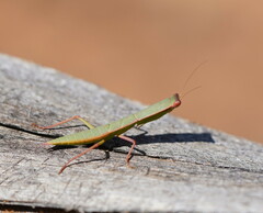 Orthodera