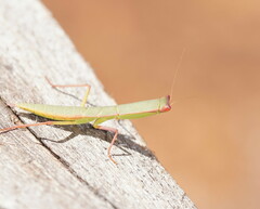 Orthodera