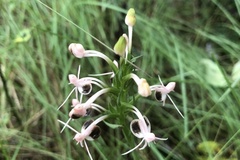 Habenaria rostellifera