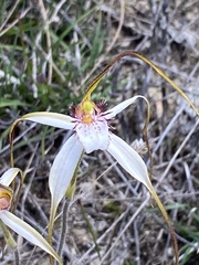Caladenia longicauda