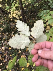 Scandosorbus intermedia