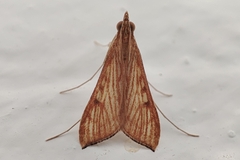 Antigastra catalaunalis