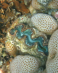 Tridacna maxima