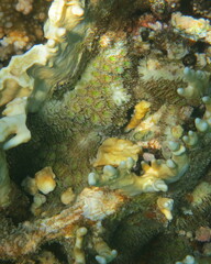 Galaxea fascicularis