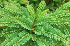 Phyllanthus emblica