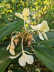 Hedychium flavescens