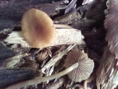 Simocybe centunculus