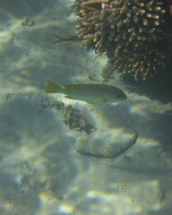 Plectorhinchus gaterinus