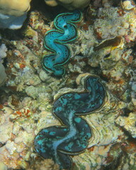 Tridacna maxima