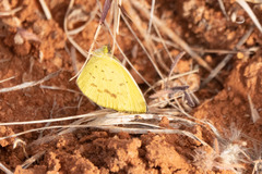 Eurema smilax