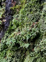 Cladonia coniocraea