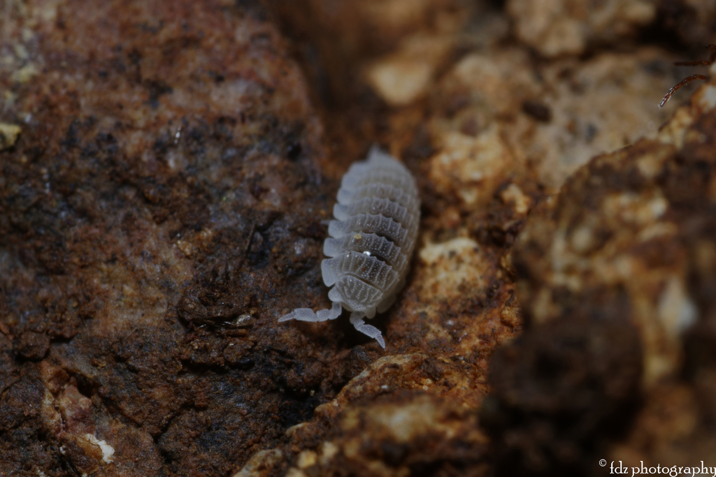 Platyarthrus schoblii