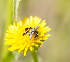 Spathulina acroleuca