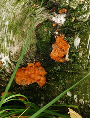 Phlebia radiata