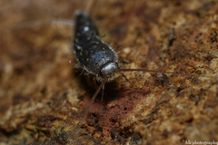 Lepismatidae