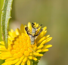 Spathulina acroleuca