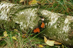Phlebia radiata