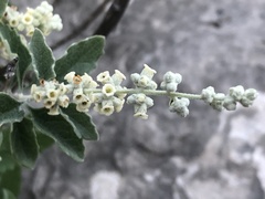 Buddleja racemosa