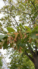 Tilia platyphyllos
