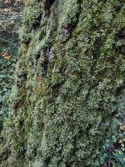 Cladonia coniocraea