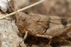 Oedipoda