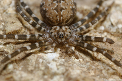 Hersiliola macullulata