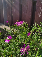 Delosperma