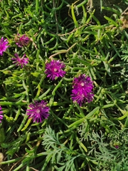 Delosperma