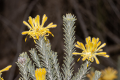 Petrophile ericifolia