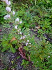 Lespedeza juncea