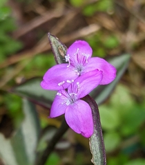 Tradescantia zebrina