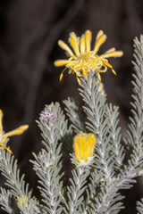 Petrophile ericifolia