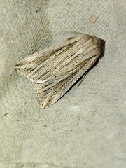 Mythimna riparia