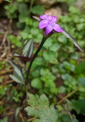 Tradescantia zebrina