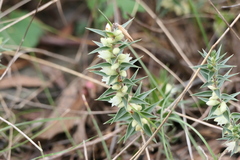 Melichrus urceolatus