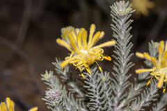 Petrophile ericifolia