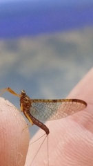 Ephemeroptera