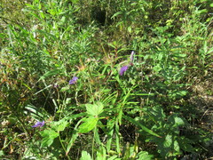 Geranium platyanthum