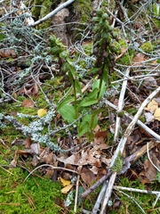 Epipactis helleborine