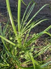 Rhynchospora corymbosa