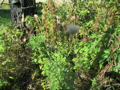 Cirsium arvense integrifolium